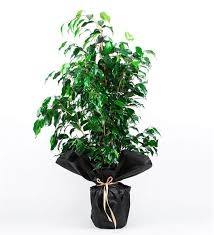 FICUS BENJAMIN BİTKİSİ