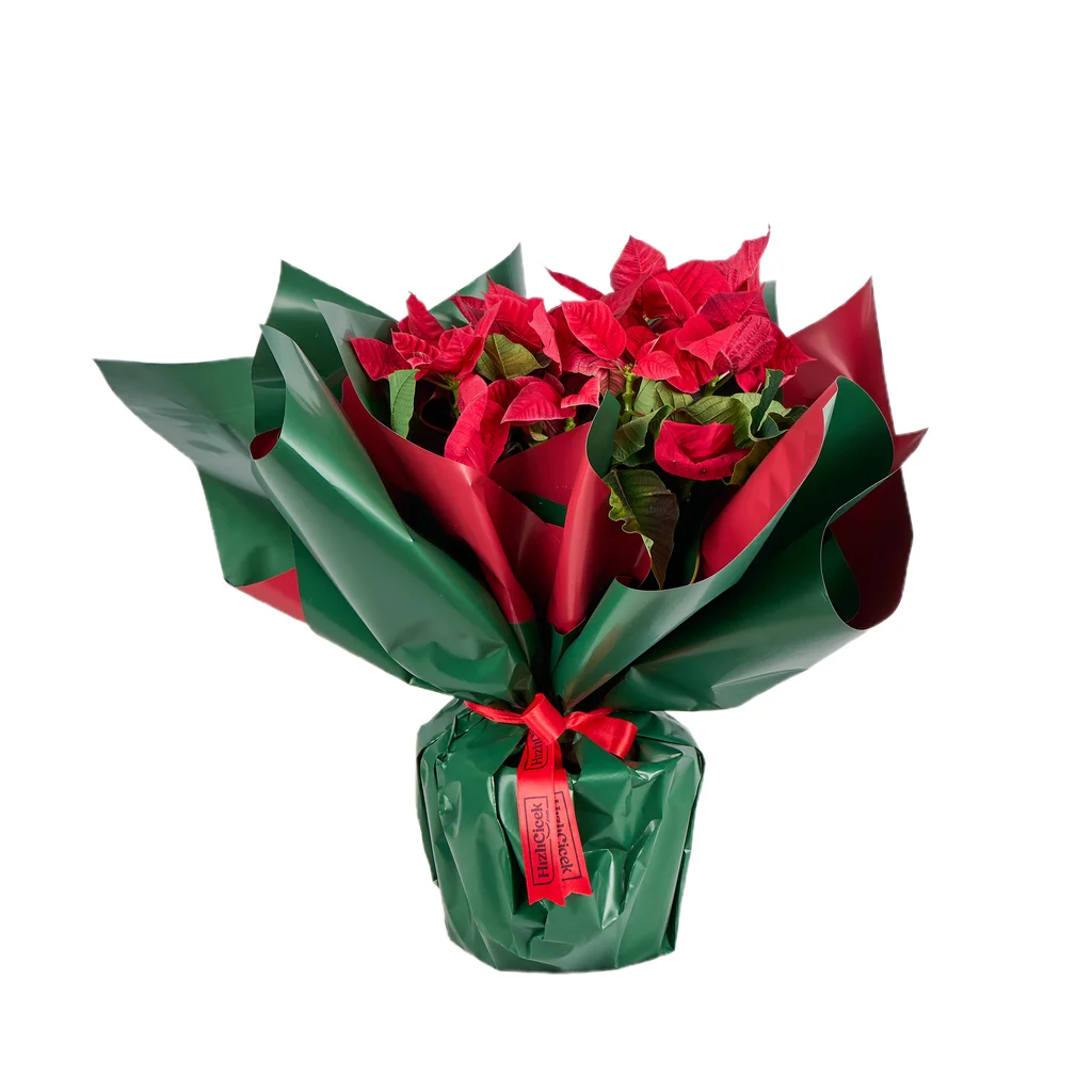 PONSETYA (ATATÜRK ÇİÇEĞİ)